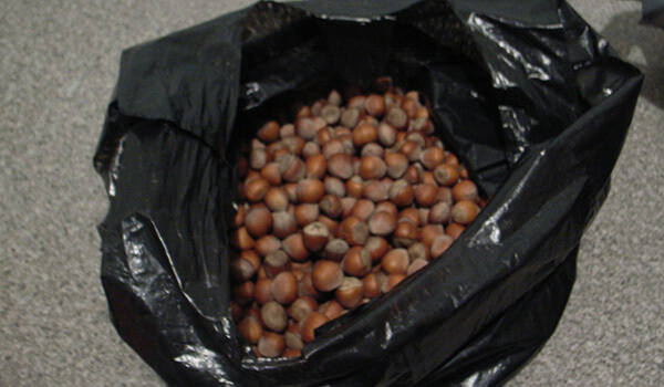 青年にもらった大量のどんぐり